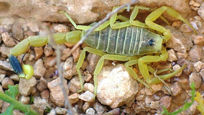 Deathstalker Scorpion